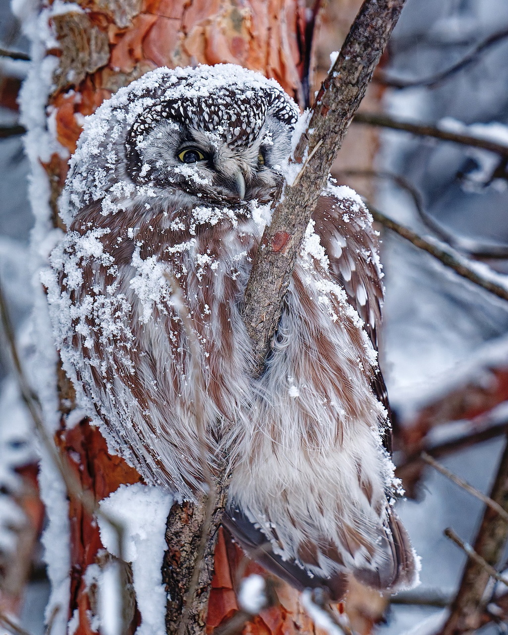 Snowy Owl in Winter