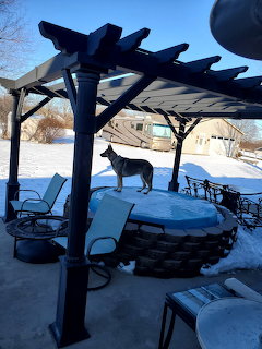German Shepherd dog standing on a round stone fire pit under a dark pergola in a snowy yard