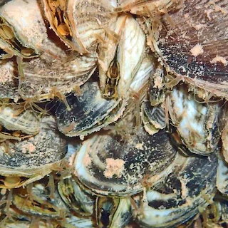 Fresh Mussels