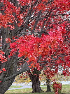 Red Autumn Leaves
