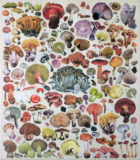 Dense collage of colorful illustrated mushrooms and fungi in vintage botanical style