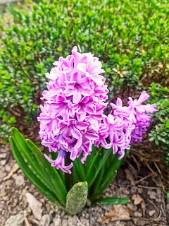 Pink-purple hyacinth flower bloming in garden soil with green hedge in background