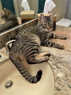 Tabby cat lying in a bathroom sink with mirror reflection visible