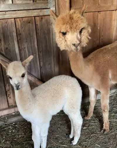 White baby alpaca standing in front of a tan adult alpaca inside a wooden barn