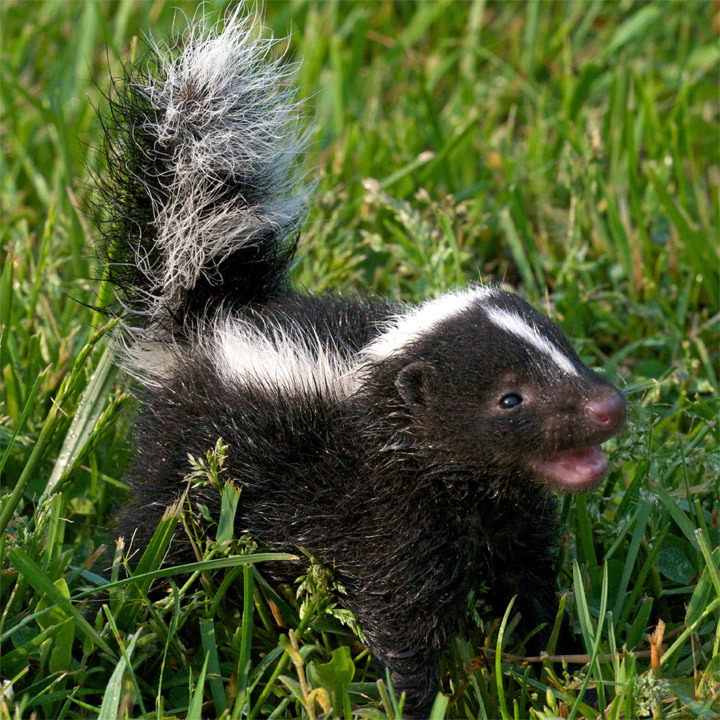 Baby skunk with raised tail standing in green grass