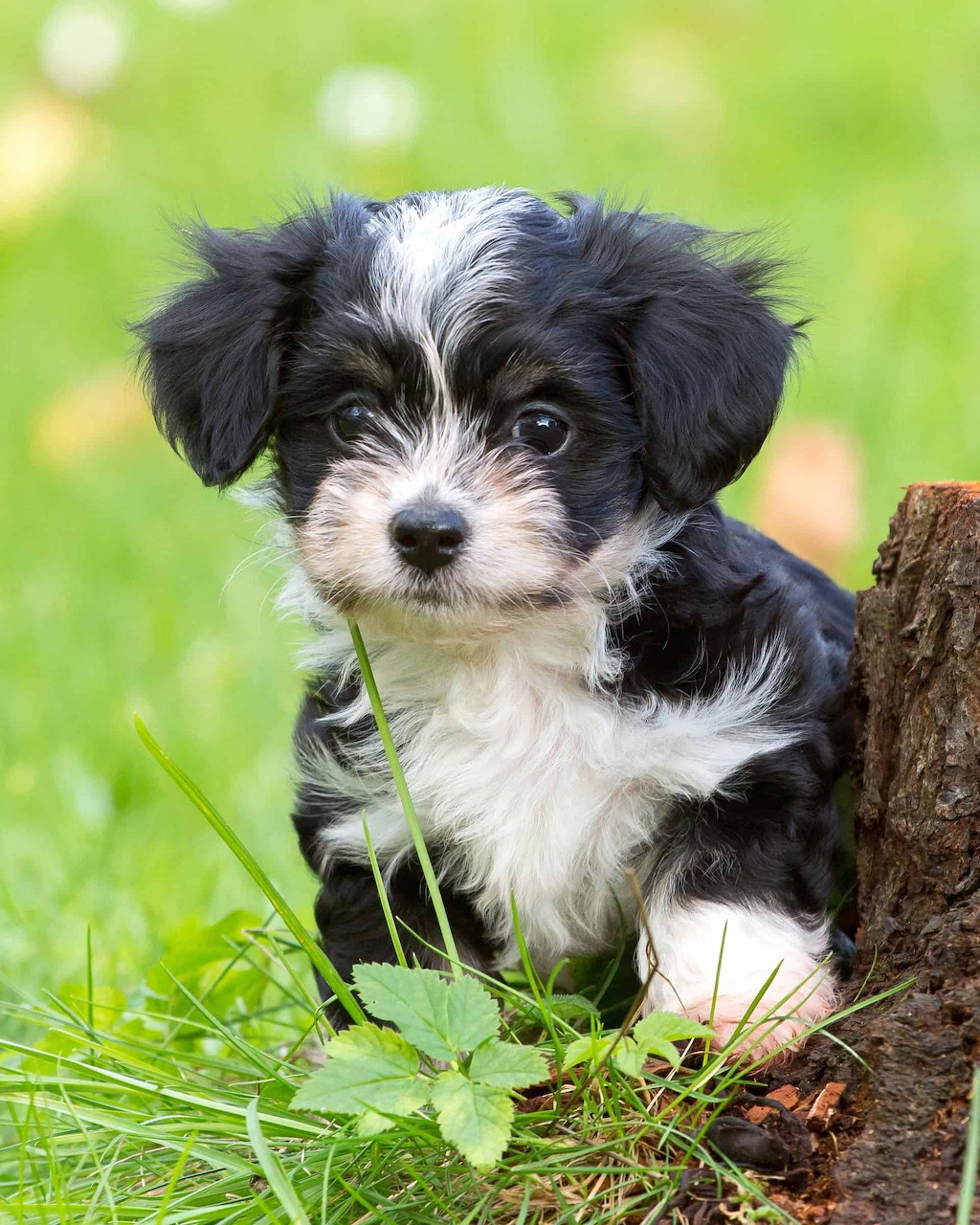 Cute Havanese Puppy