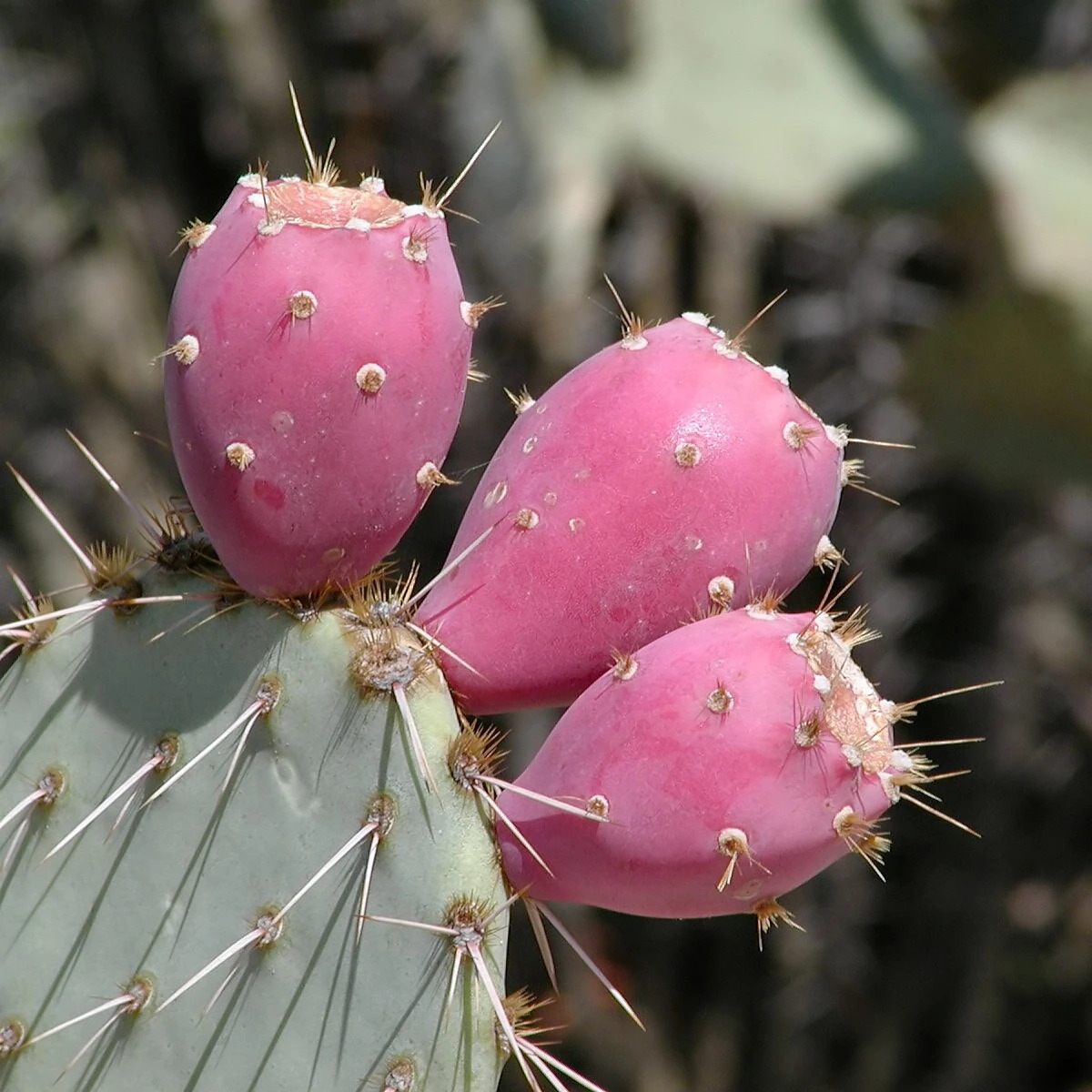 Close-up of pink prickly pear fruits on a spiny cactus pad