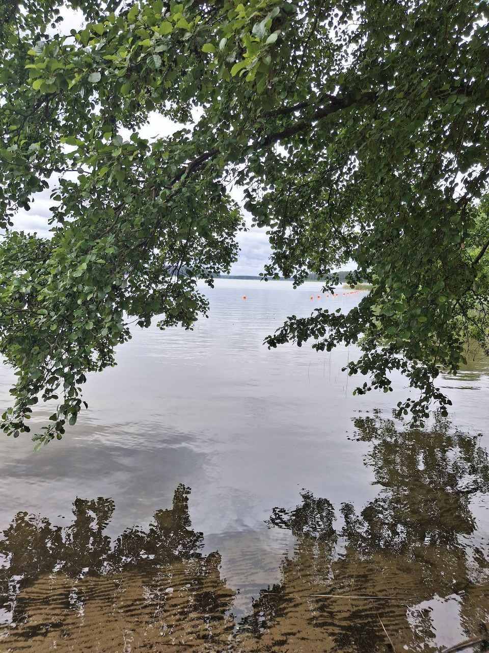 Leafy branches over a calm lake with shoreline reflections