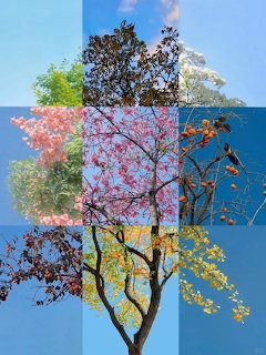 Tree collage showing four seasons: spring pink blossoms, summer green, autumn orange leaves, winter bare branches