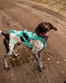 German Shorthaired Pointer in teal jacket standing on muddy road