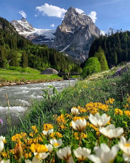 Swiss alpine landscape with river, forest, wildflowers, and snow-capped mountains