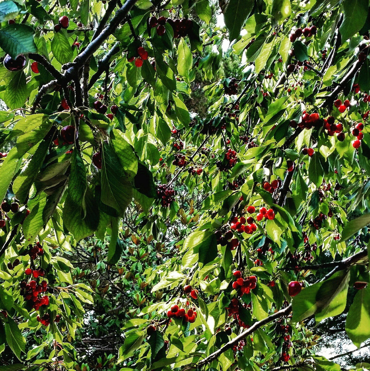 Cherry tree branches with green leaves and ripe red cherries in sunlight