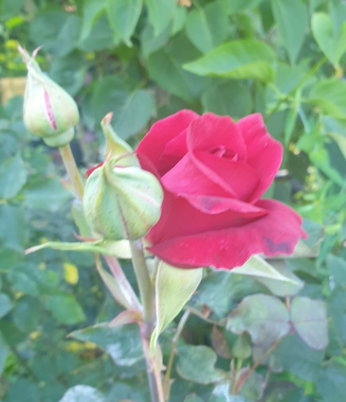 Pink rose flower in full bloom with green leaves
