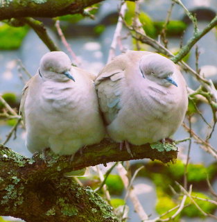 Two Doves on Branch
