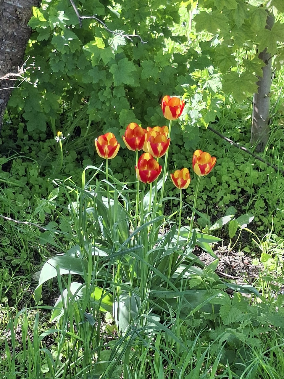 Tulips blooming among green leaves in a garden