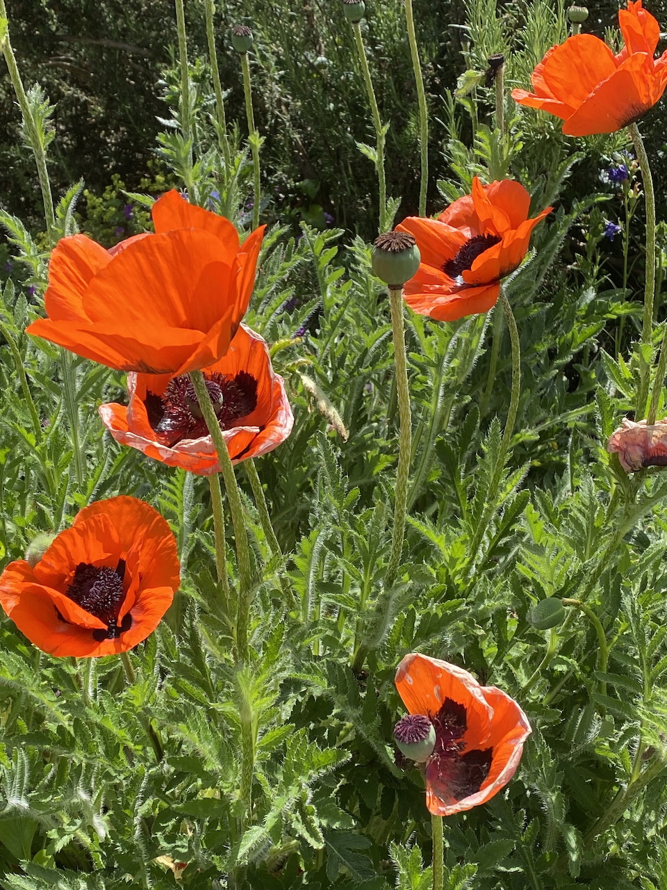 Close-up of bright red poppy flowers with dark centres growing among green stems and leaves outdoors.