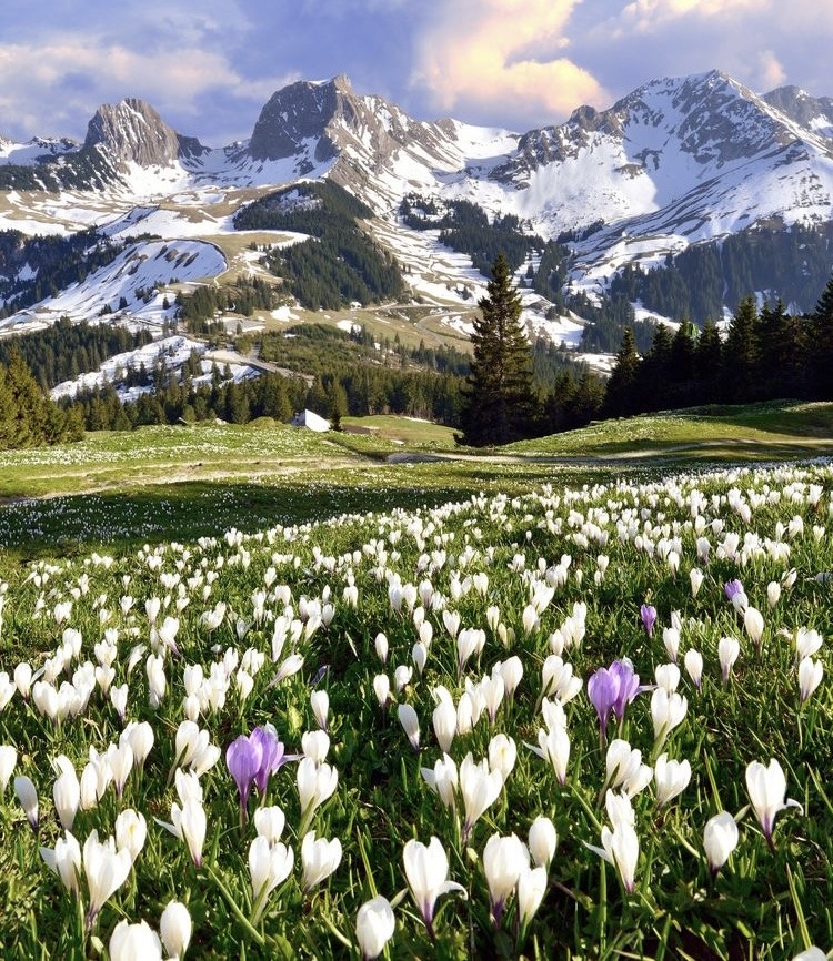 White and purple crocuses bloom in meadow with snowy mountains and evergreen trees in background