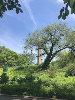 Large tree surrounded by green foliage in Central Park with a tall building visible in the background