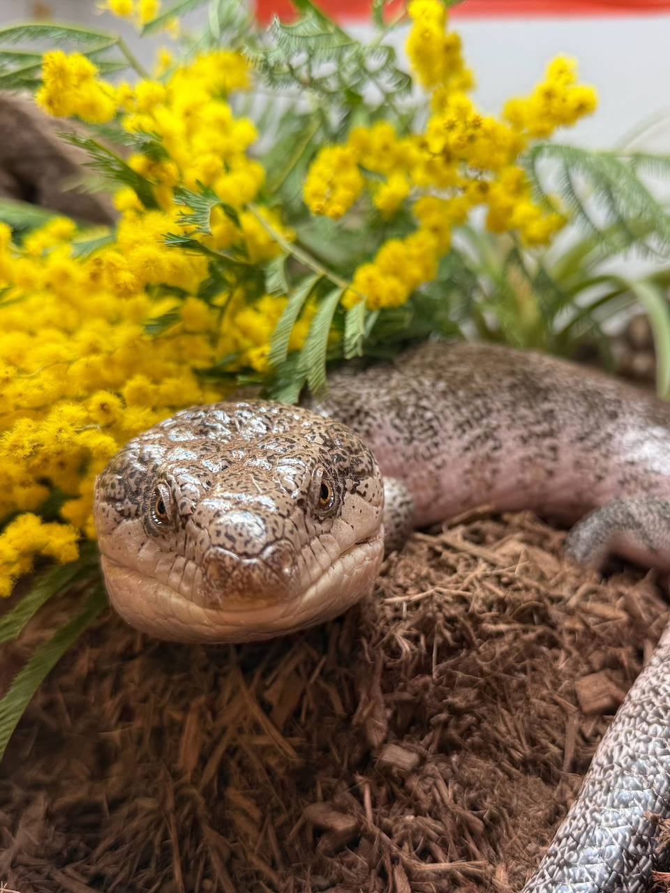 Blue-tongued skink lizard resting on mulch with yellow wildflowers in a zoo habitat