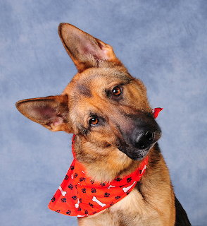 German Shepherd dog with head tilted to side wearing red bandana on blue background