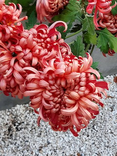 Close-up of pink and cream chrysanthemum blooms with green leaves over white gravel