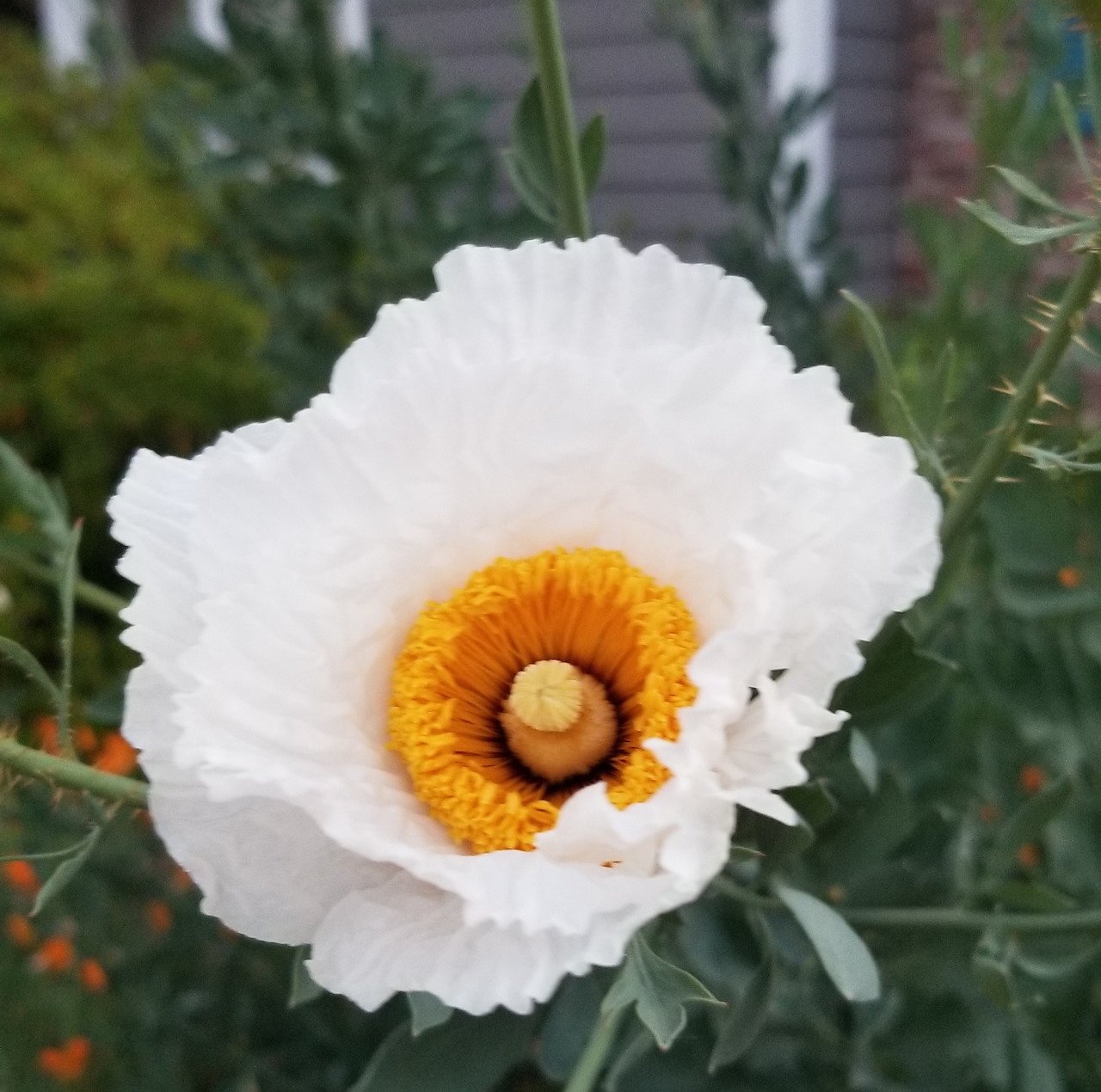 White poppy flower with yellow-orange center and crinkled petals in garden
