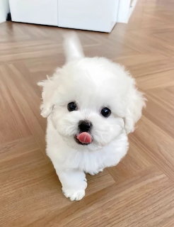 Bichon Frise Pupy