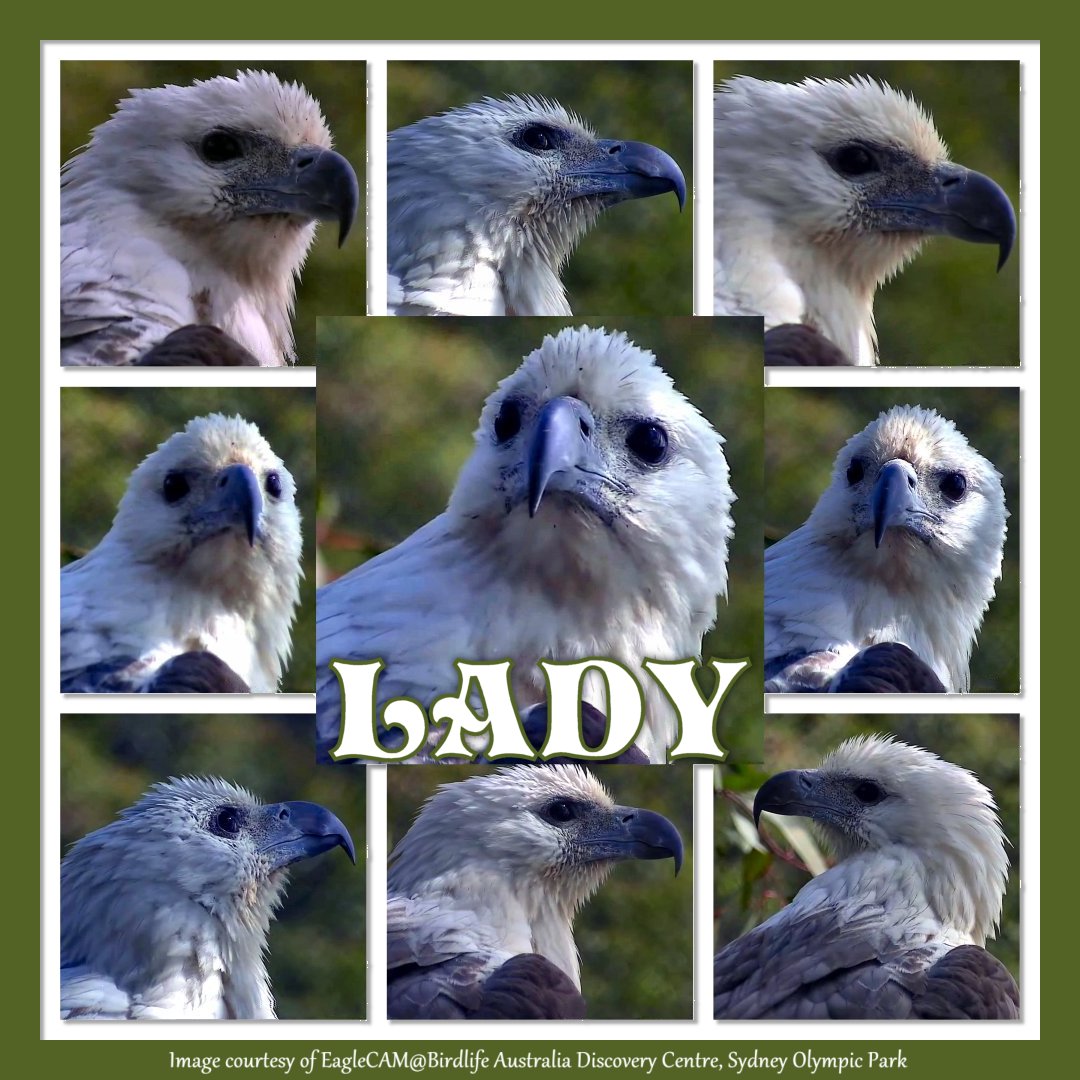White Bellied Sea Eagle