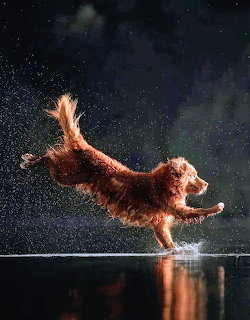 Golden retriever dog mid-leap creating large water splash against dark starry sky