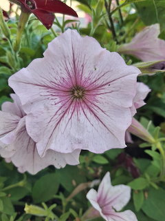 Pink Petunia Flower