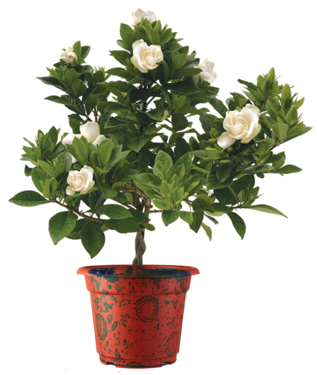 Potted gardenia topiary with white blooms and dark green foliage in an ornate red pot