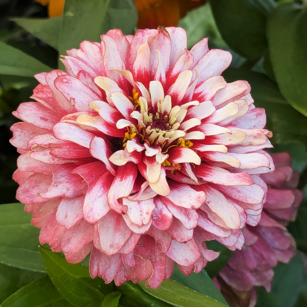 Pink White Zinnia Flower