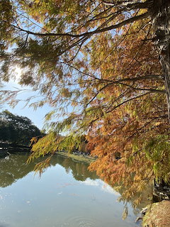 Bald cypress trees with orange and green autumn leaves hanging over a tranquil lake