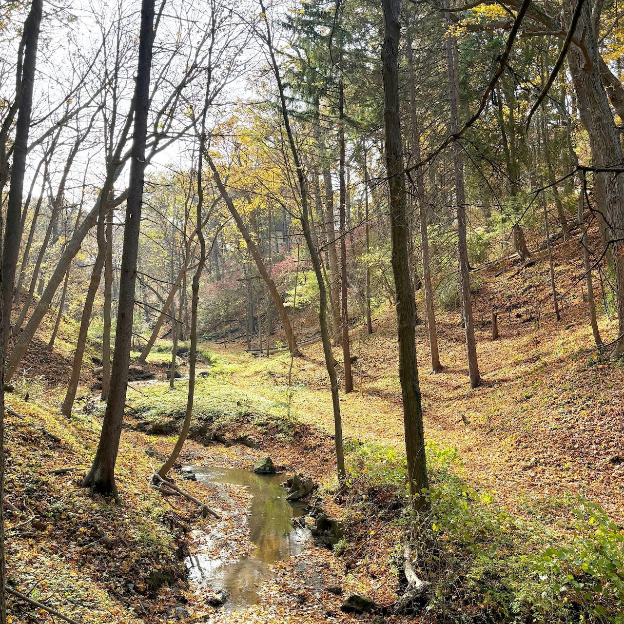 Forest Ravine Stream