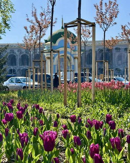 Purple tulips in a city park with a green-domed mosque and trees in the background