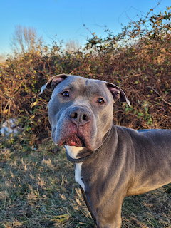Gray pitbull dog with white chest markings looking at camera in outdoor field setting