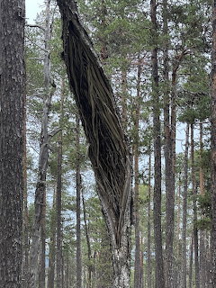 Twisted gnarled tree trunk among straight pine trees in a forest