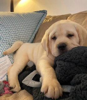 Labrador Retriever Pupy on Couch