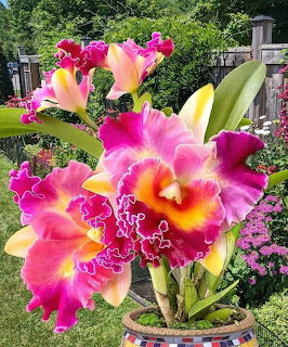 Bright pink and yellow orchid flowers with ruffled petals against a garden backdrop