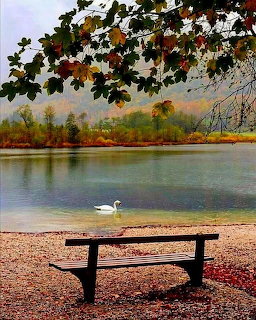 Bench by a calm lake with a white swan and autumn trees