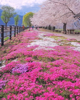 Cherry Blossoms and Pink Moss
