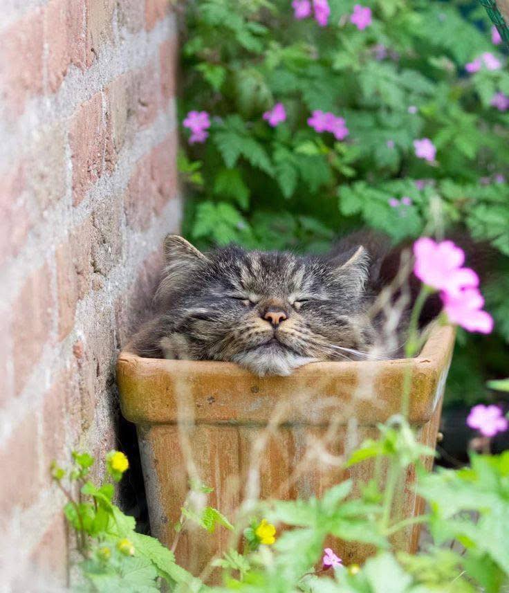 Sleeping Cat in Pot