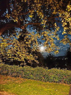 Moonlit Autumn Tree