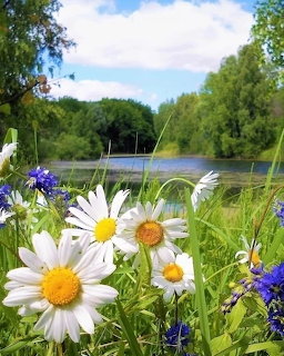 Summer Lake Wildflowers