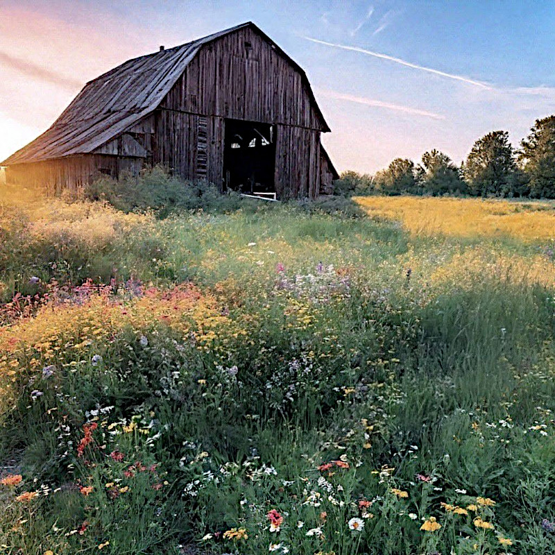 Rustic wooden barn surrounded by wildflowers in a golden meadow at sunset