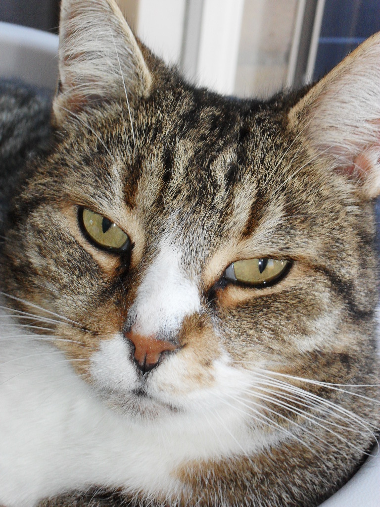 Close-up of a brown tabby cat with yellow-green eyes and white facial markings looking at camera