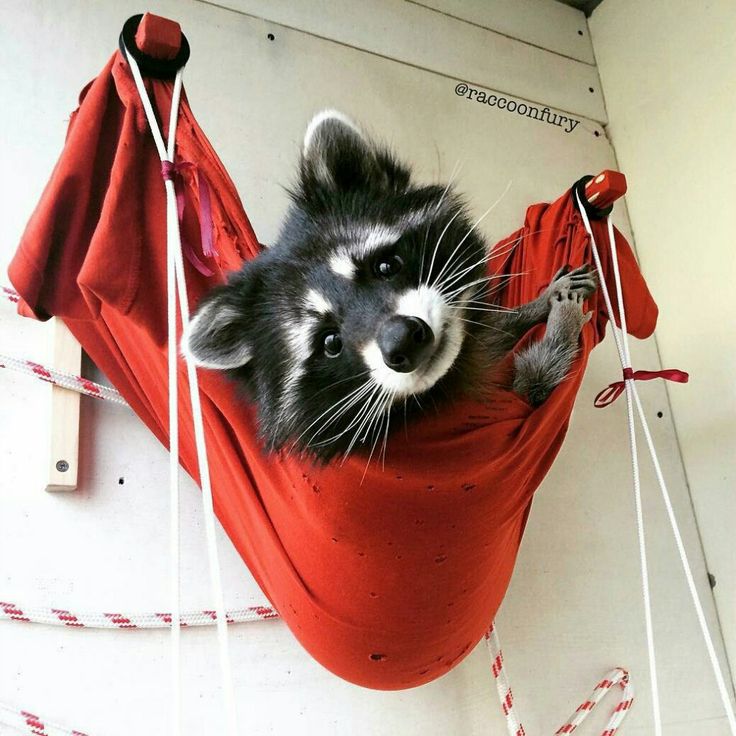 Raccoon in Red Sling