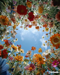 Looking up through colorful wildflowers including daisies and poppies toward a blue sky with clouds