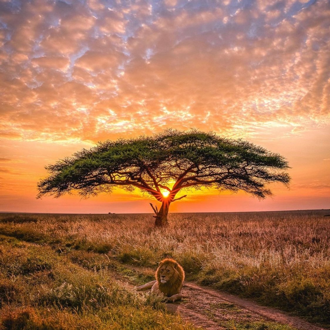 Lion on a dirt path beneath an acacia tree at sunset on the savanna