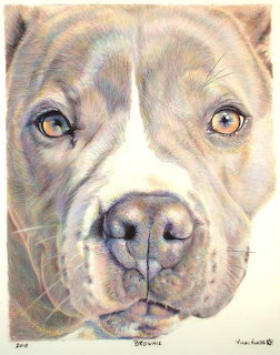 Colored pencil drawing of a pit bull dog face with amber eyes and brown and white markings